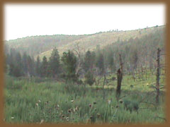 Coleman Ranch